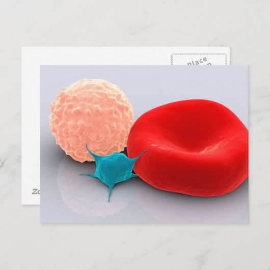 Blutplättchen, rote und weiße Blutkörperchen Postkarte (Vorne/Hinten)