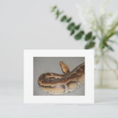 Blutpython Postkarte (Stehend Vorderseite)