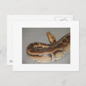Blutpython Postkarte (Vorne/Hinten)
