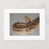 Blutpython Postkarte (Vorderseite)