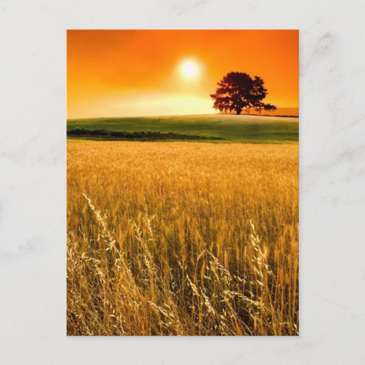 Blutroter Sonnenuntergang Postkarte (Vorderseite)