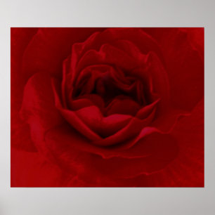 Blutrotes Blumenplakat Poster