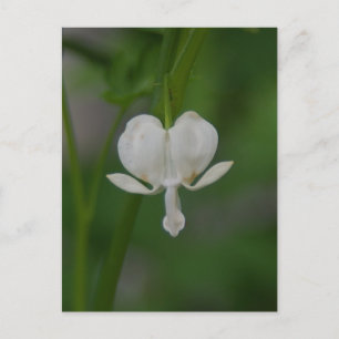 Blutung Herz Postkarte