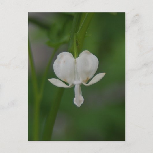 Blutung Herz Postkarte (Vorderseite)