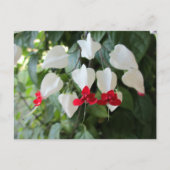 Blutungen Herz Botanische Flora Fotografisch Postkarte (Vorderseite)