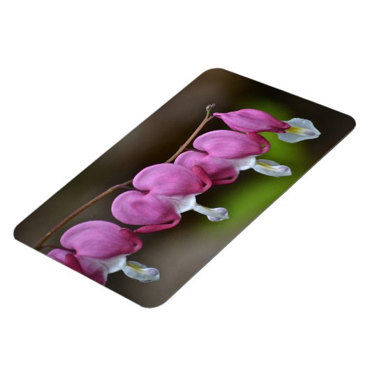 Blutungen Herz große Magnet (Linke Seite)