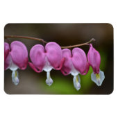 Blutungen Herz große Magnet (Horizontal)