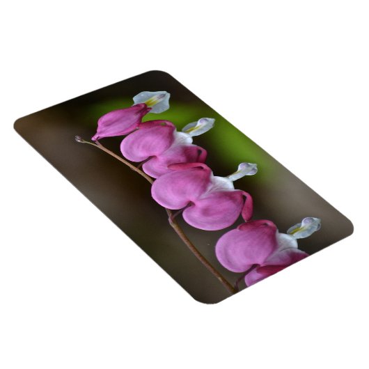 Blutungen Herz große Magnet (Rechte Seite)