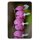 Blutungen Herz große Magnet (Vertikal)