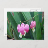 Blutungen Herz Postkarte (Vorne/Hinten)