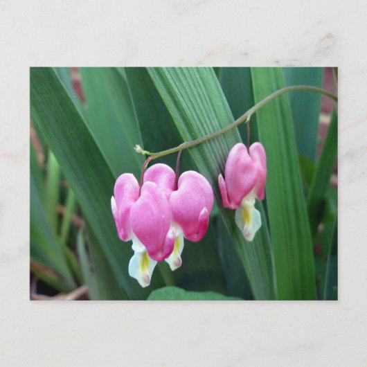 Blutungen Herz Postkarte (Vorderseite)