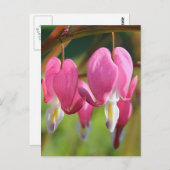 Blutungen Herz Postkarte (Vorne/Hinten)