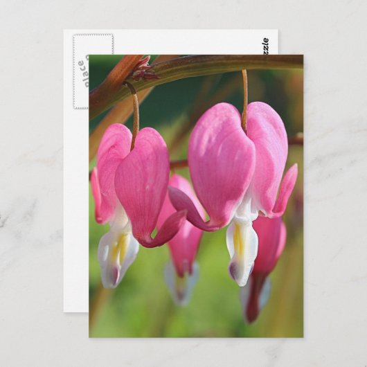 Blutungen Herz Postkarte (Vorne/Hinten)