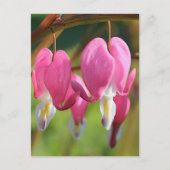 Blutungen Herz Postkarte (Vorderseite)