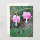 Blutungen Herzen Postkarte (Vorne/Hinten)