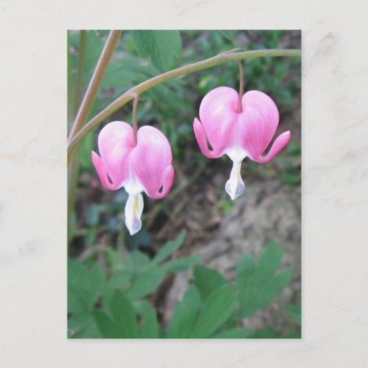 Blutungen Herzen Postkarte (Vorderseite)