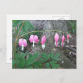 Blutungen Herzen Postkarte (Vorne/Hinten)