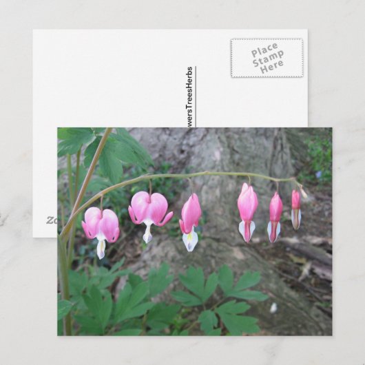 Blutungen Herzen Postkarte (Vorne/Hinten)