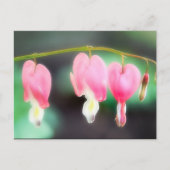 Blutungen Herzen Postkarte (Vorderseite)