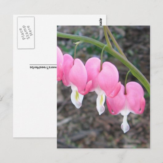 Blutungen Herzen Postkarte (Vorne/Hinten)