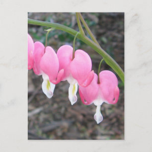 Blutungen Herzen Postkarte