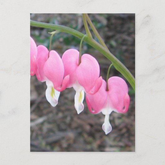 Blutungen Herzen Postkarte (Vorderseite)