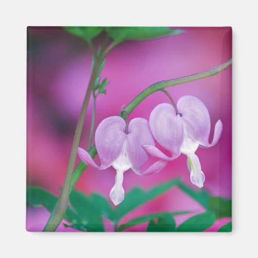 Blutungen im Garten. Gutschrift Magnet (Vorne)