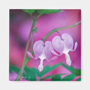 Blutungen im Garten verbinden die Herzen. Kredit Magnet