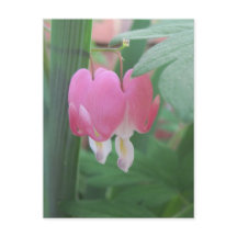 Blutungen im Herzen: zwei Herzen als eine