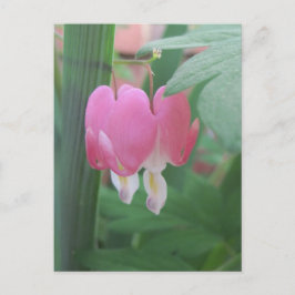 Blutungen im Herzen: zwei Herzen als eine Postkarte