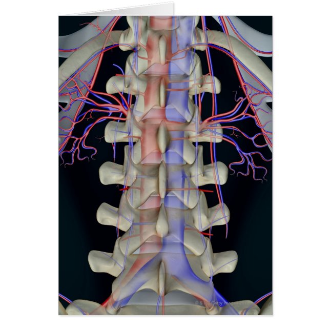 Blutversorgung der Lendenwirbel (Vorne)