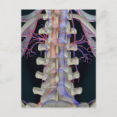 Blutversorgung der Lendenwirbel Postkarte (Vorderseite)