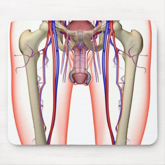 Blutversorgung Mousepad (Vorne)