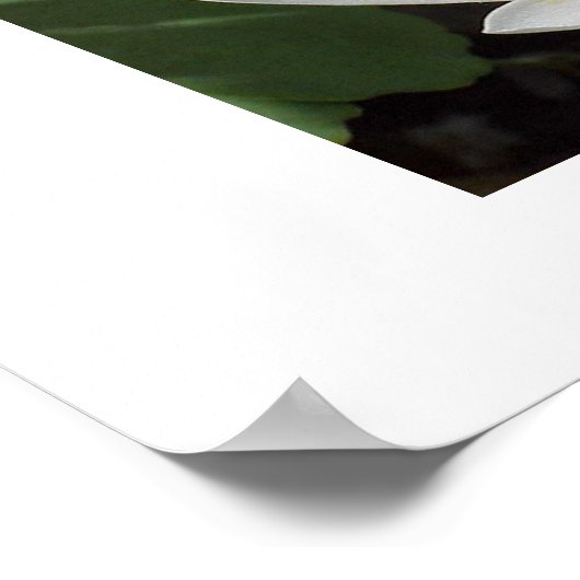 Blutwurzel-Blume Poster (Ecke)