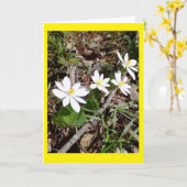 Blutwurzel-Notecard Karte (Gelbe Blume)