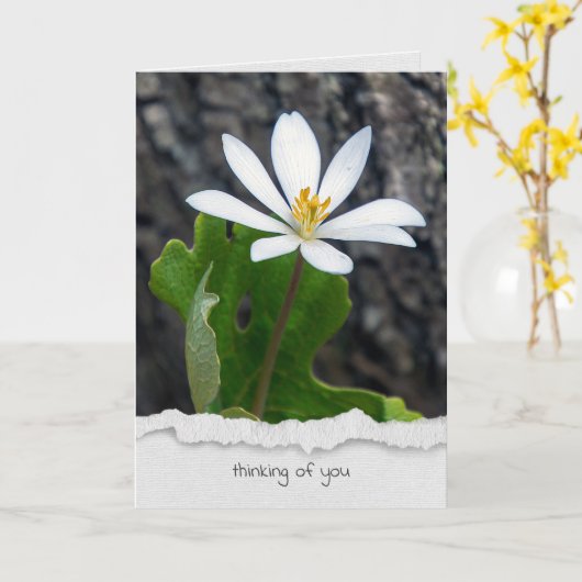 Blutwurzel-Wildblume Karte (Gelbe Blume)