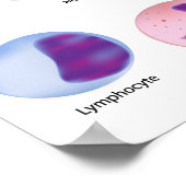 Blutzellen Poster (Ecke)