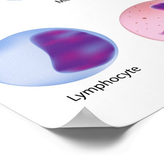 Blutzellen Poster (Ecke)