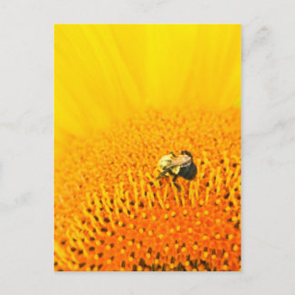 BNo2: Bienenstöcke Nummer 2 Postkarte