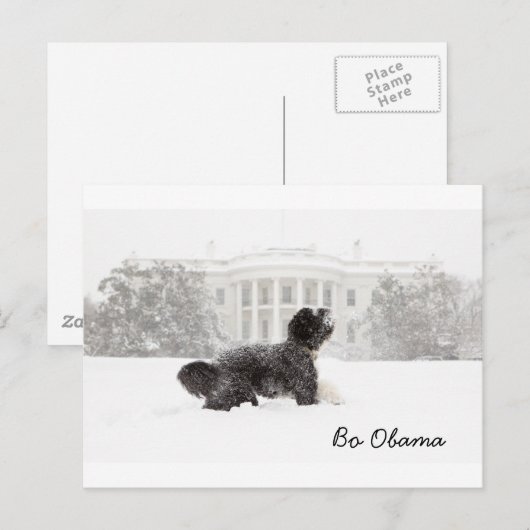 Bo Obama Postkarte (Vorne/Hinten)
