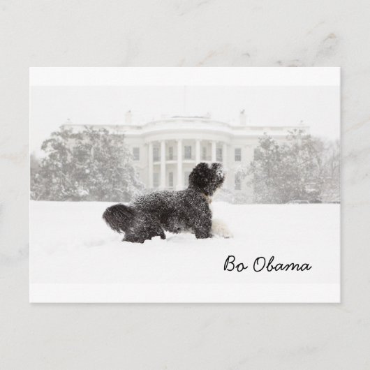 Bo Obama Postkarte (Vorderseite)