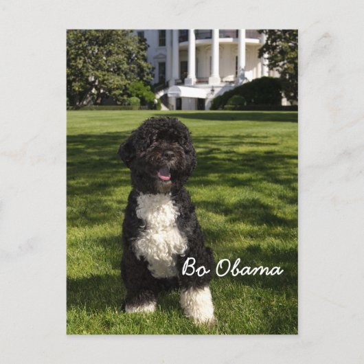 Bo Obama Postkarte (Vorderseite)