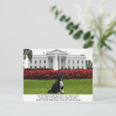 Bo- Obamas Familienhund Postkarte (Stehend Vorderseite)