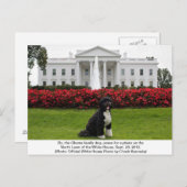 Bo- Obamas Familienhund Postkarte (Vorne/Hinten)