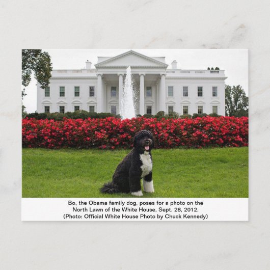 Bo- Obamas Familienhund Postkarte (Vorderseite)