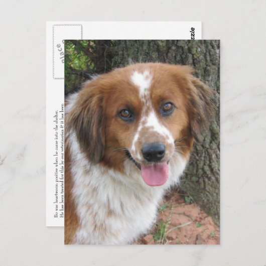 Bo Postkarte (Vorne/Hinten)