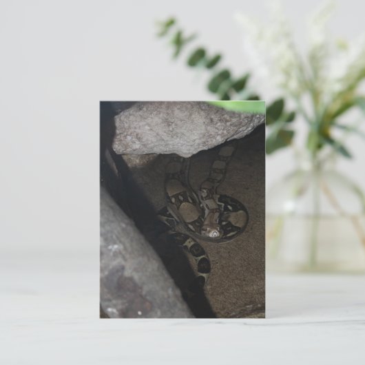 Boa Constrictor # 1 Postkarte (Stehend Vorderseite)