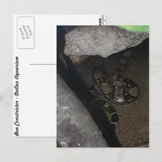 Boa Constrictor # 1 Postkarte (Vorne/Hinten)