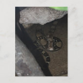 Boa Constrictor # 1 Postkarte (Vorderseite)