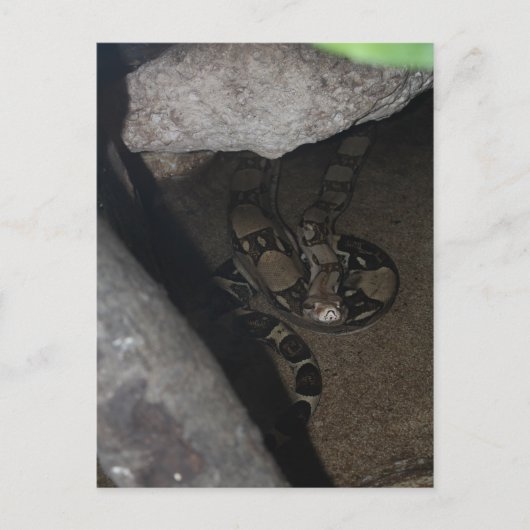 Boa Constrictor # 1 Postkarte (Vorderseite)